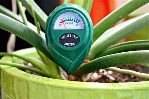 using a moisture meter for succulents|moisture meter for cactus plants.